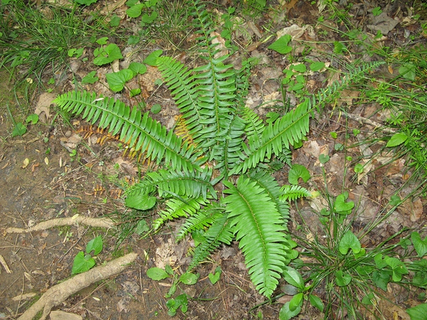Rosette fern.