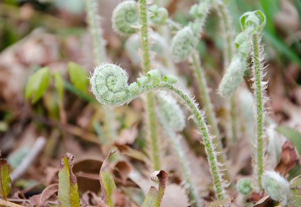 Fiddleheads covered with silvery scales.