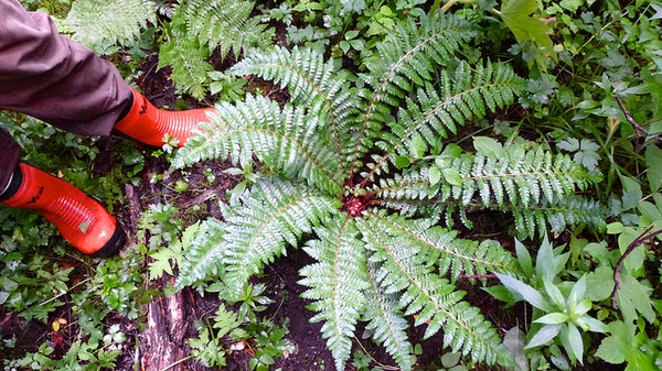 Polystichum braunii