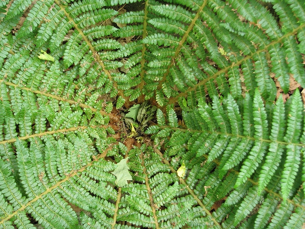 Polystichum braunii