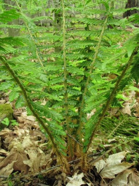 Polystichum braunii