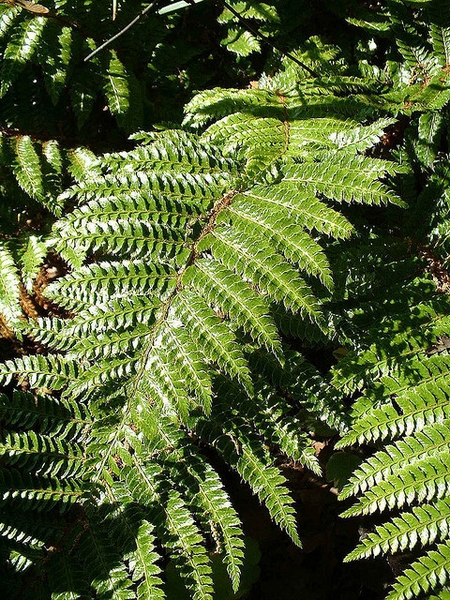 Polystichum polyblepharum
