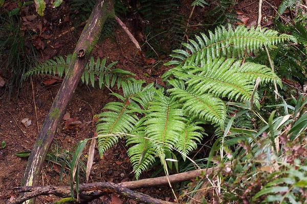 Polystichum polyblepharum
