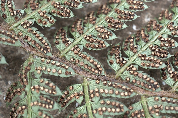 Polystichum setiferum