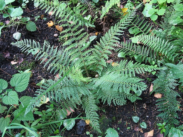 Polystichum setiferum