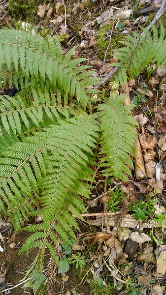 Polystichum setiferum