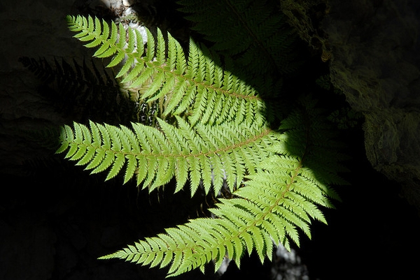 Polystichum setiferum