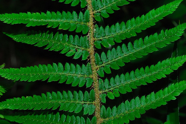 Polystichum setiferum