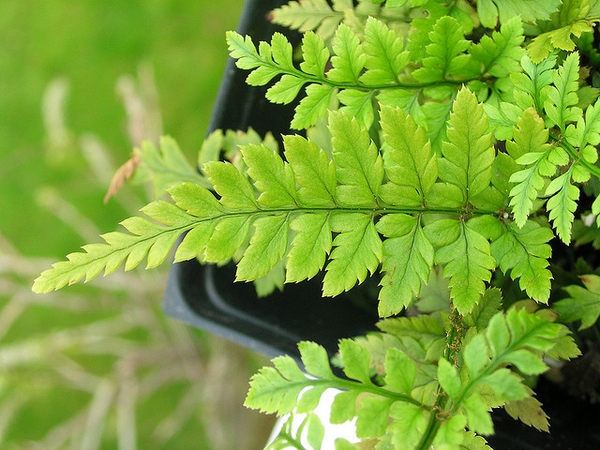 Polystichum tsus-simense
