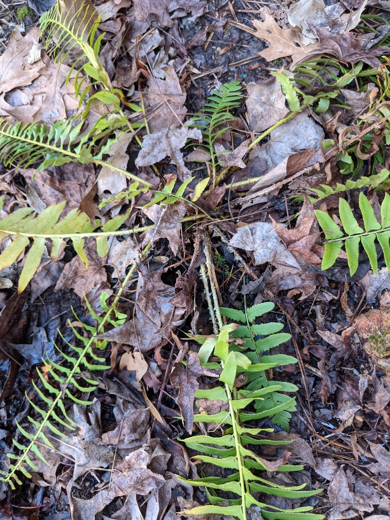 Rosette of pinnate fronds looking beaten down & bedraggled.