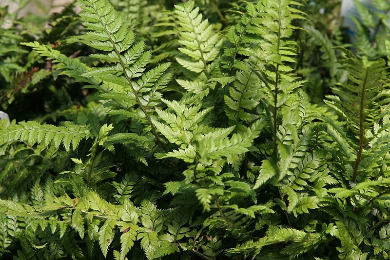 Polystichum luctuosum
