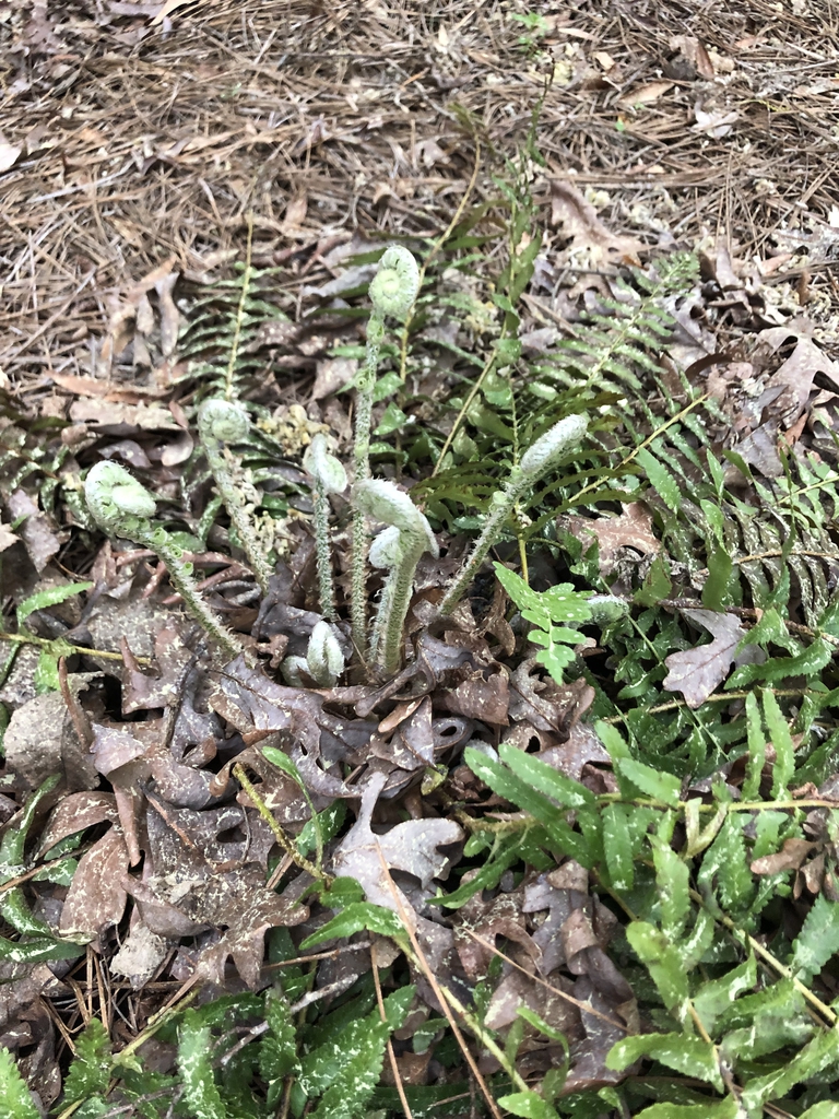 New fiddleheads emerging from rosette of old leaves.