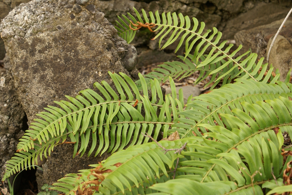 Pinnate fronds of varying lengths.