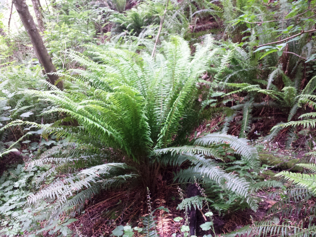 A large rosette of many pinnate fronds.