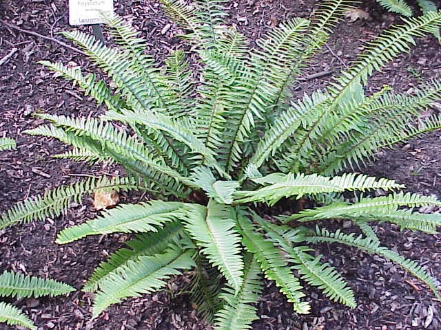 A neat rosette of pinnate fronds.