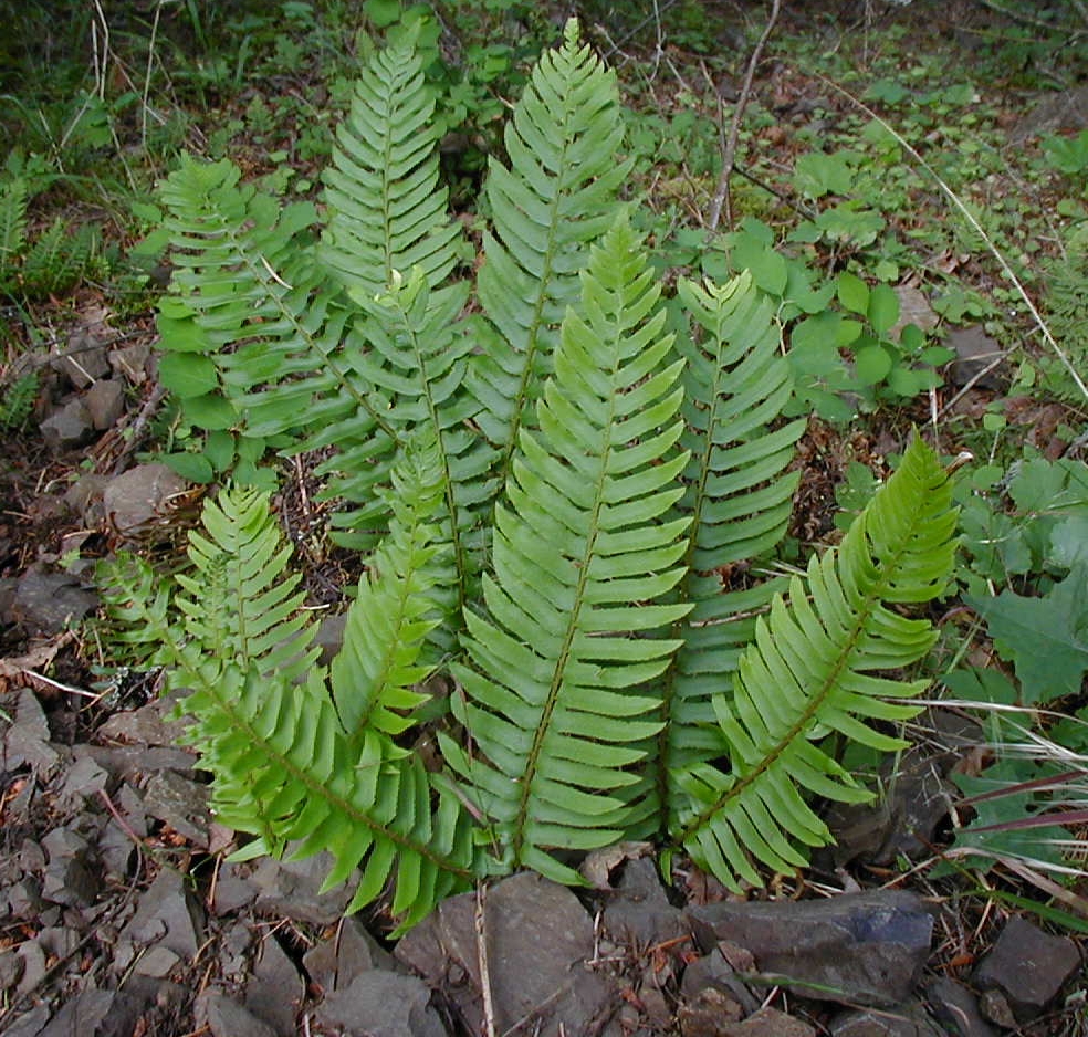 Pinnate fronds of varying lengths.