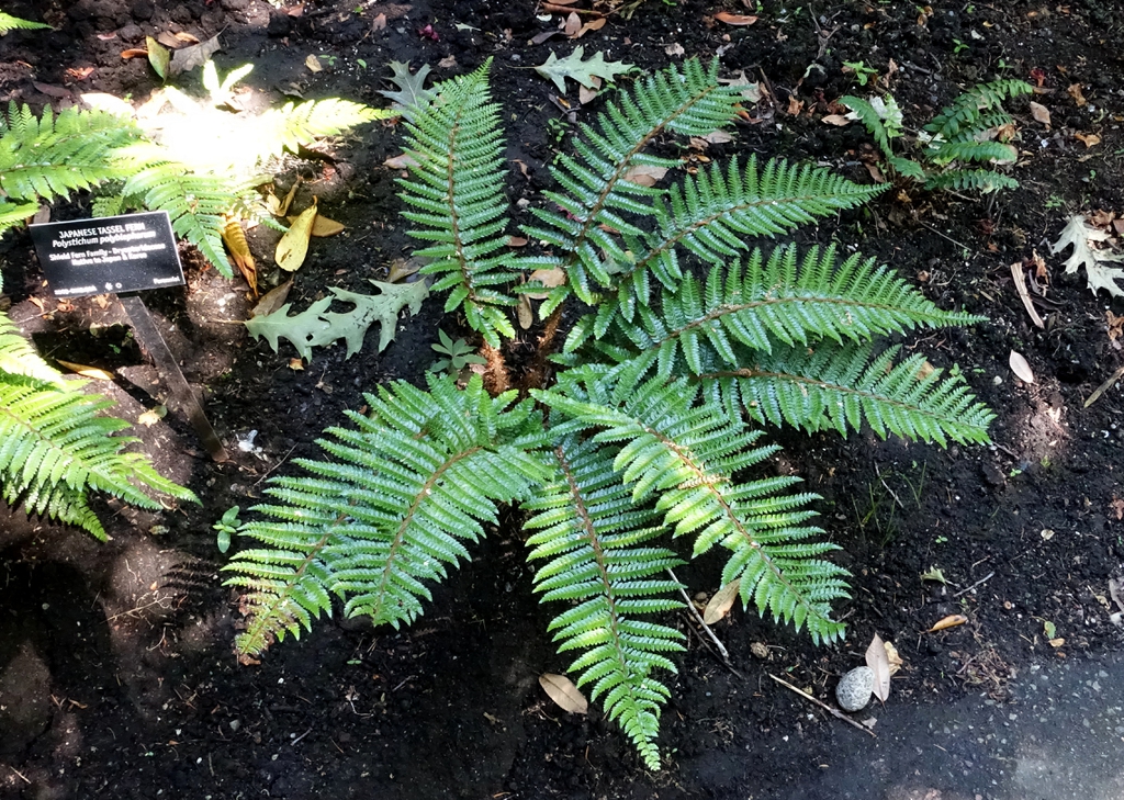 Polystichum polyblepharum