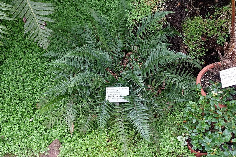 Polystichum luctuosum