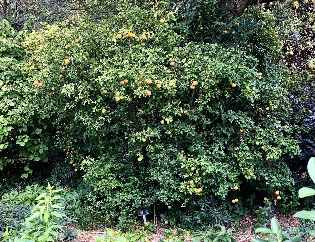 Dense shrub with orange fruits.