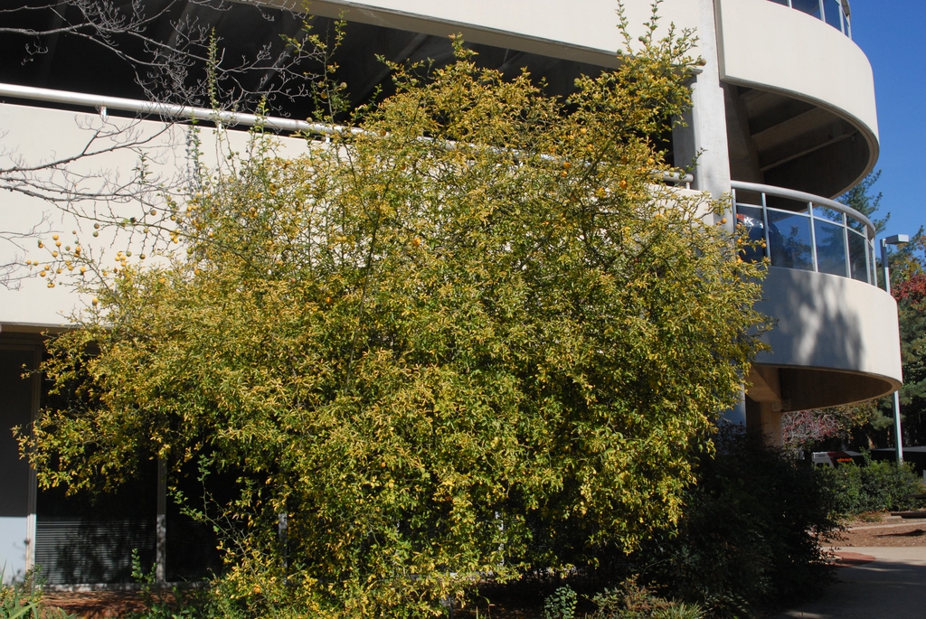 Large, dense shrub/small tree against a building.