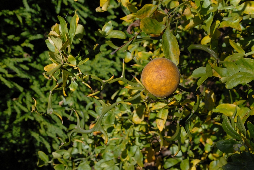 Orange fruit borne on curving, contorted branches.