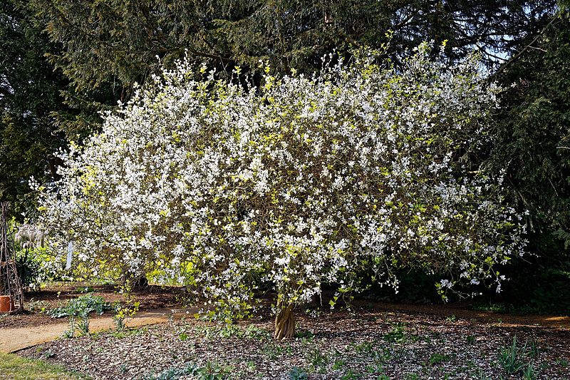 Small tree covered with white flowers.