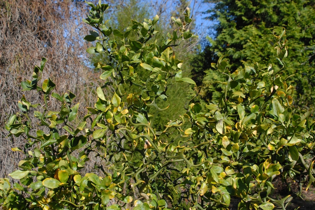 Leaves borne on curving, contorted branches.