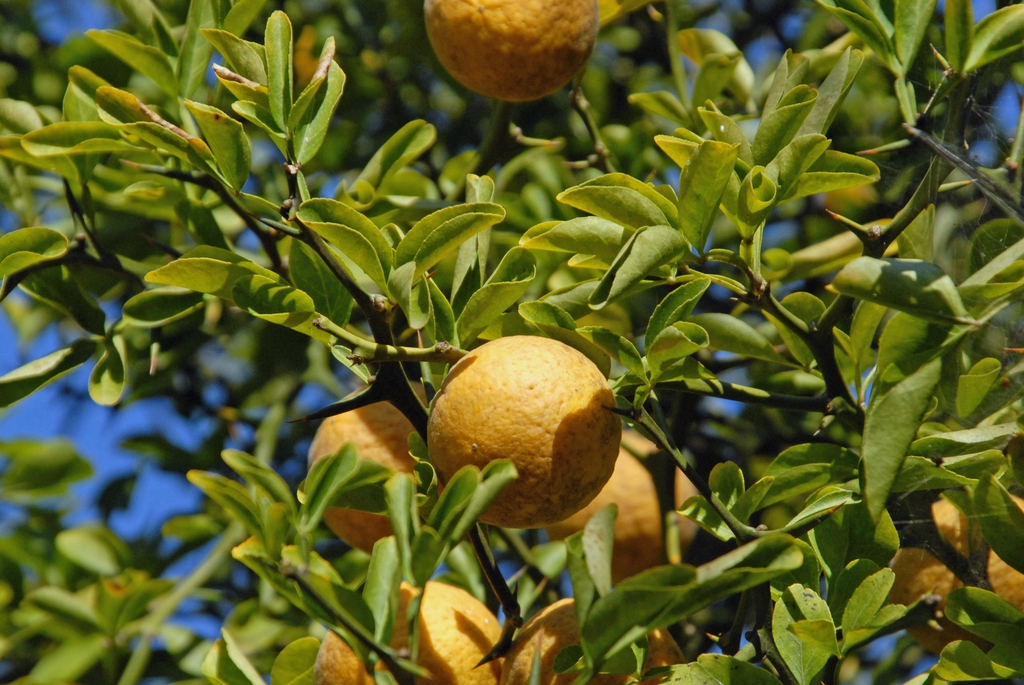 Leafy branches with orange, rough-skinned fruits.