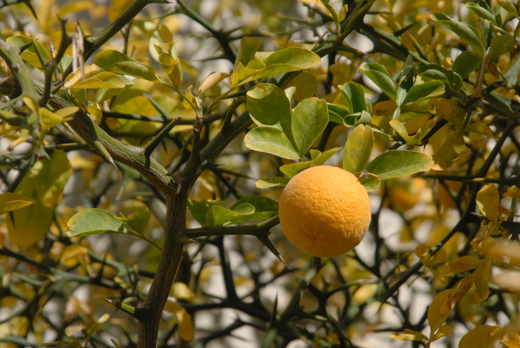 Leafy branches with a single, orange fruit.