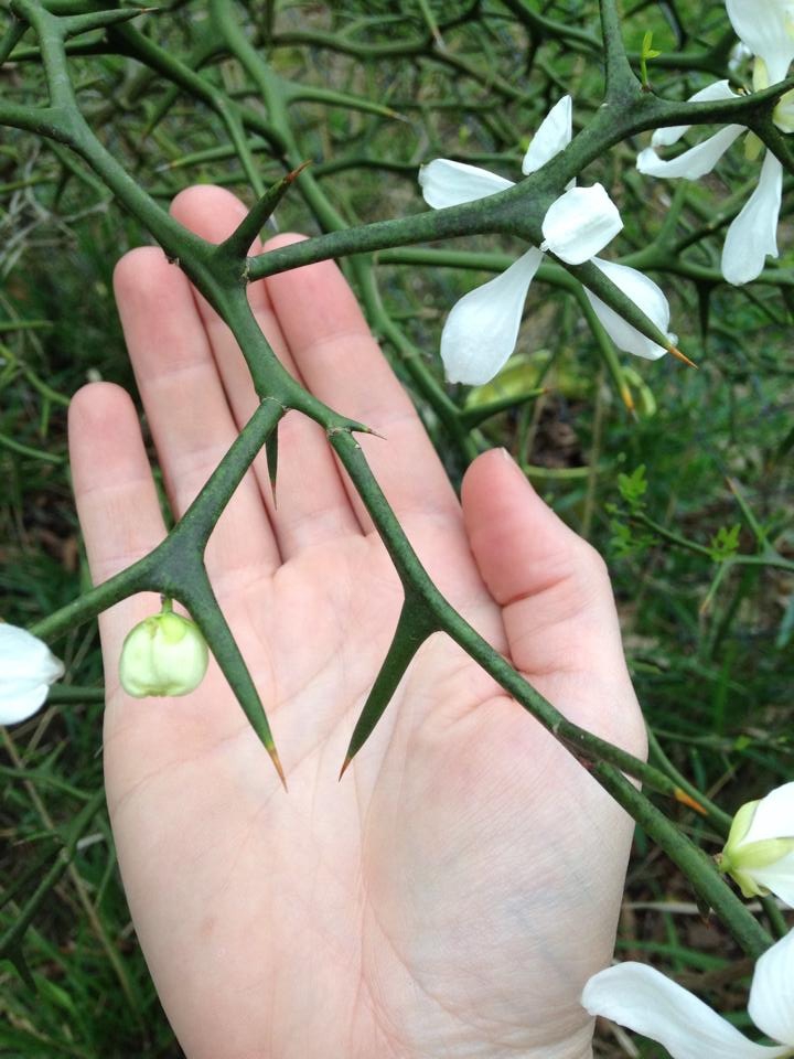 Hand cradling branch with large thorns and flowers