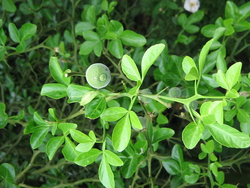A leafy shoot with trifoliolate leaves and winged petioles.