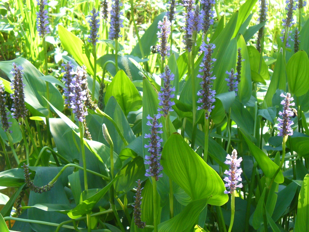 Flowers and leaves in summer in Moore County