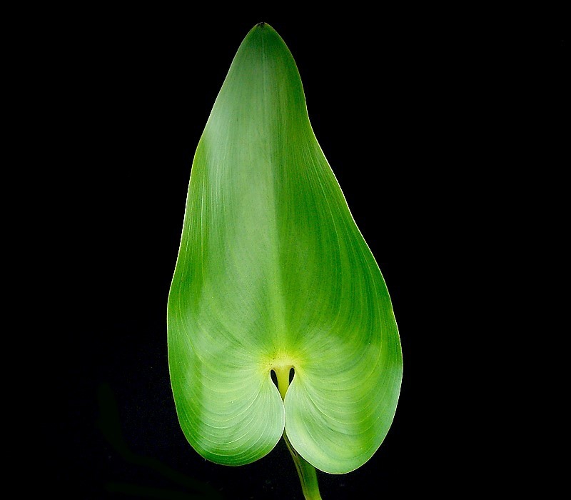 Leaf closeup