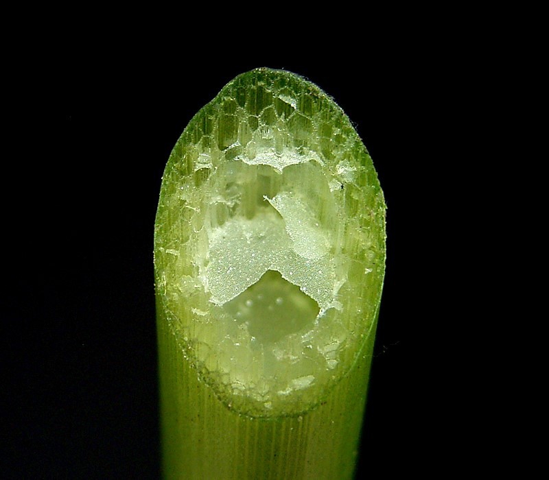 Stem cross section