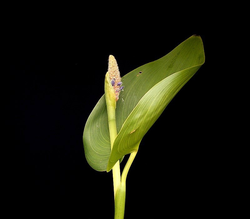 Spent flower head and stem leaf