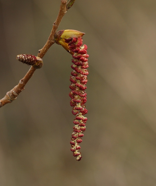 Populus nigra