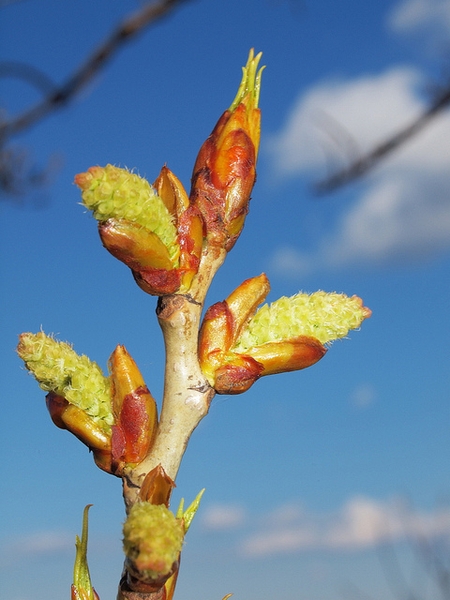 Populus nigra