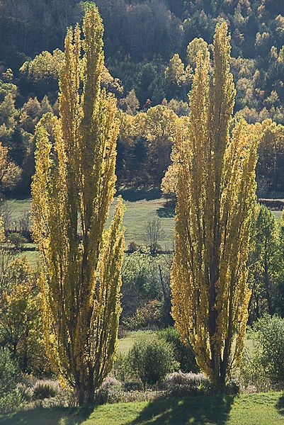Populus nigra