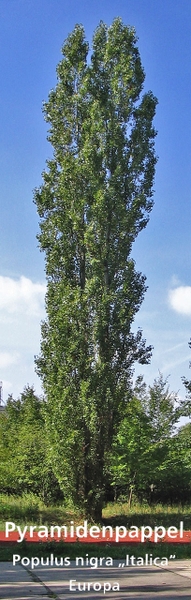 Populus nigra
