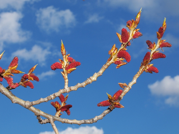 Populus nigra
