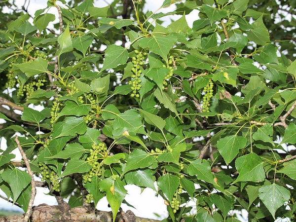 Populus nigra