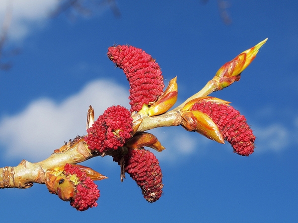 Populus nigra