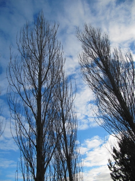 Populus nigra 'Italica'