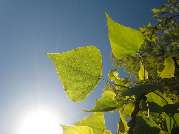 Populus nigra 'Italica'