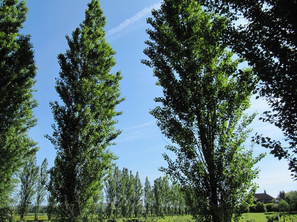 Populus nigra 'Italica'