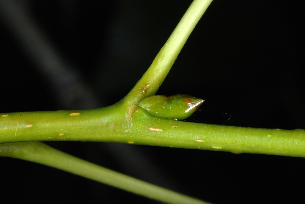 Branch and stem bud (Fort Collins, CO)-Early Summer