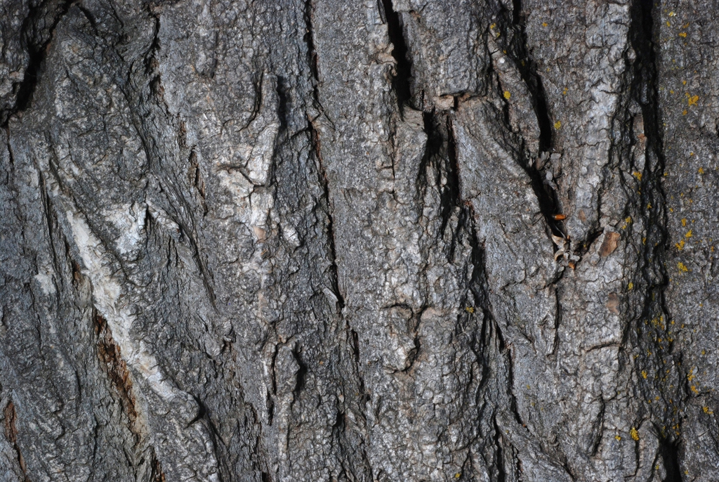 Bark with scales (Fort Collins, CO)-Early Summer