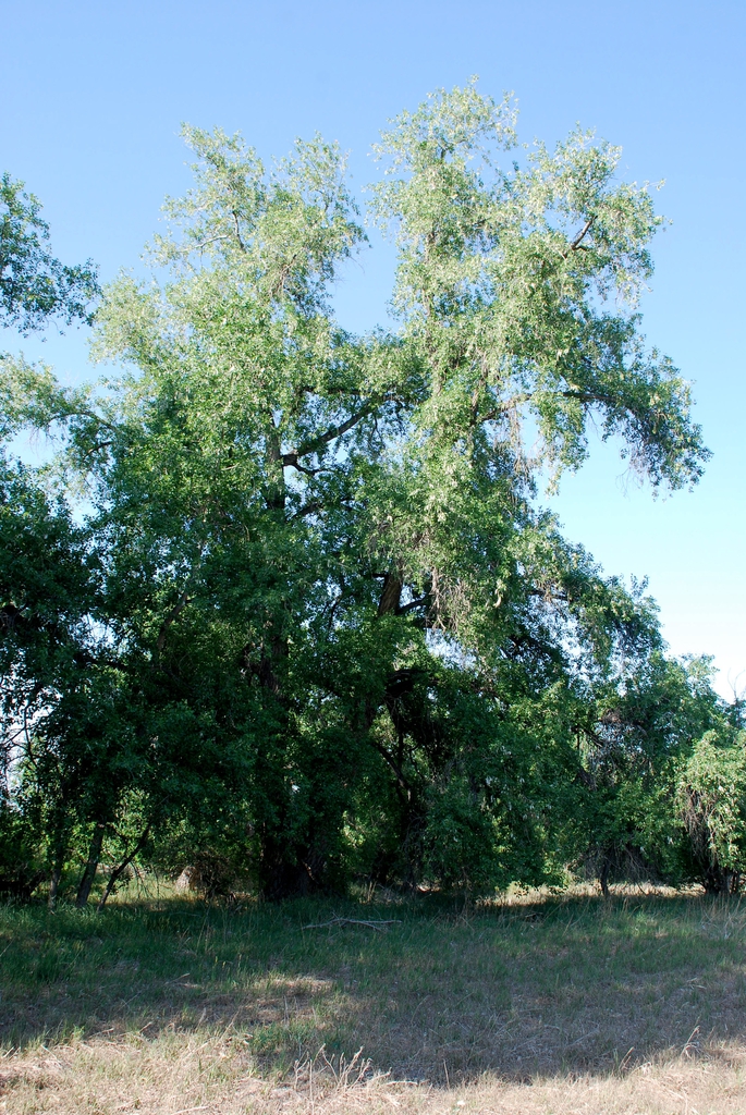 Form of tree (Fort Collins, CO)-Early Summer