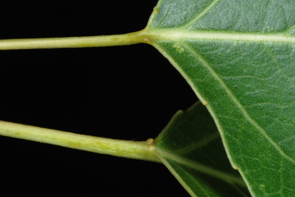 Leaf petiole (Fort Collins, CO)-Early Summer