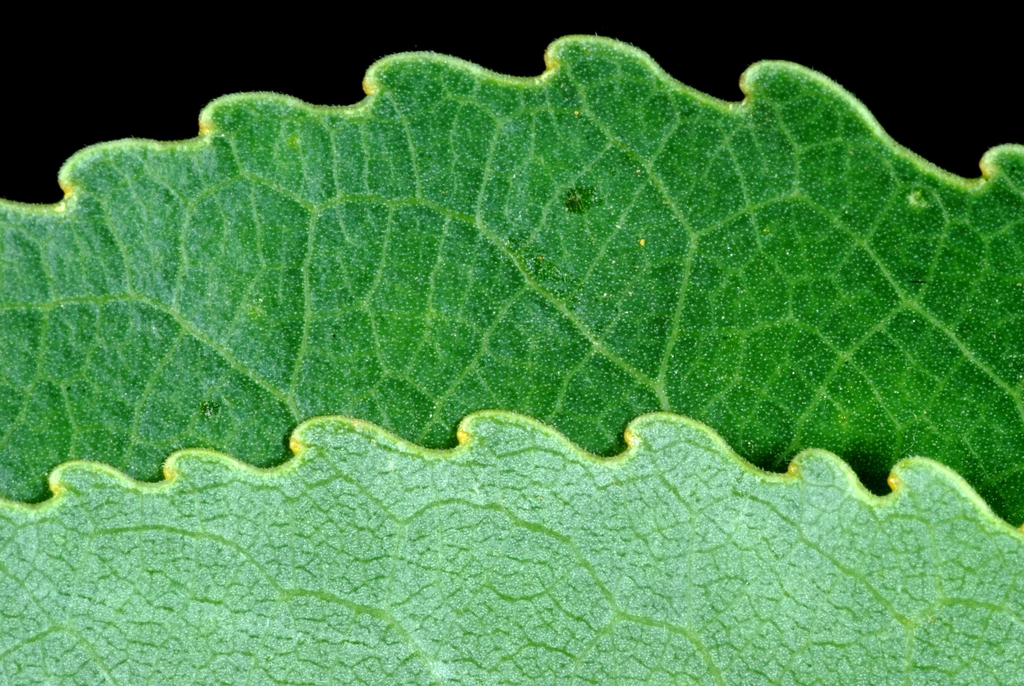 Pale underside of leaf and sinuate leaf margins (Fort Collins, C